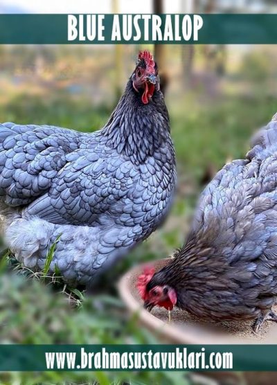 Blue Australop Kuluçkalık Yumurta