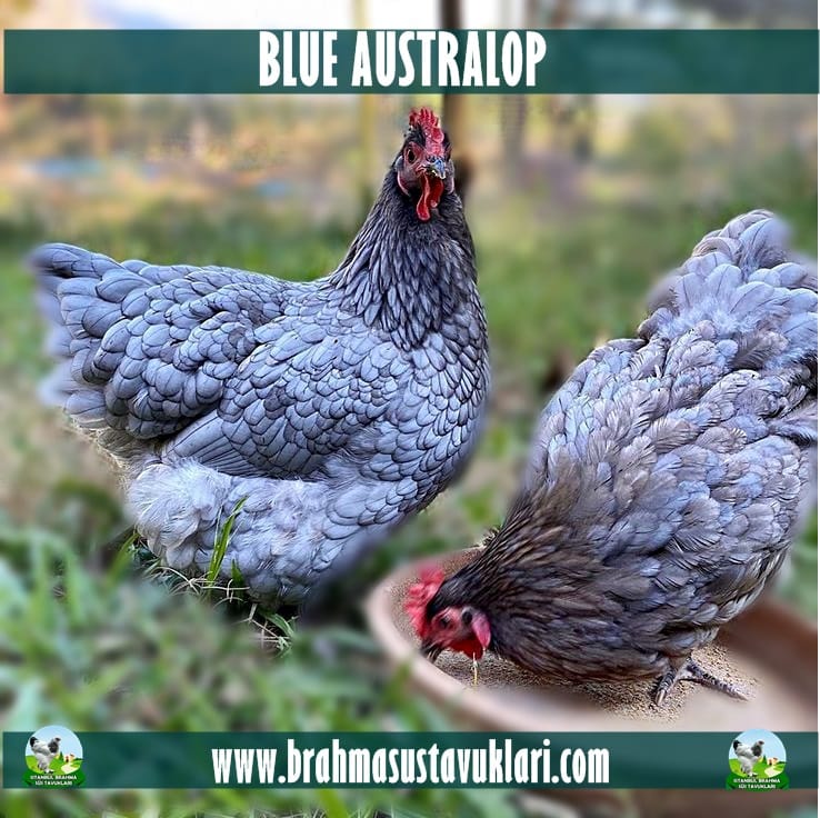 Blue Australorp Tavuk Özellikleri İstanbul Süs TAVUKLARI Blue Australop Kuluçkalık Yumurta