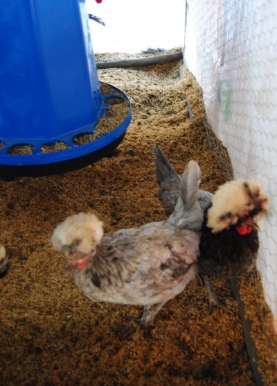 Blue Fizan Kuluçkalık Yumurta