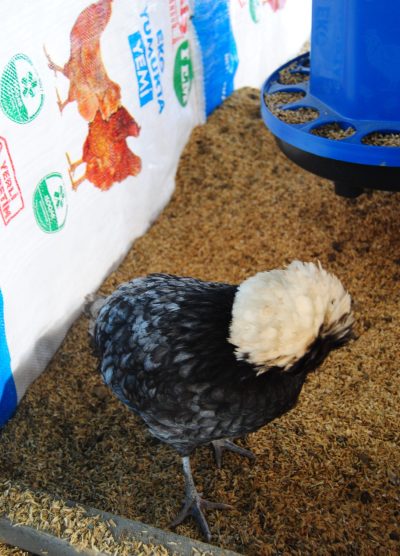 Blue Fizan Kuluçkalık Yumurta