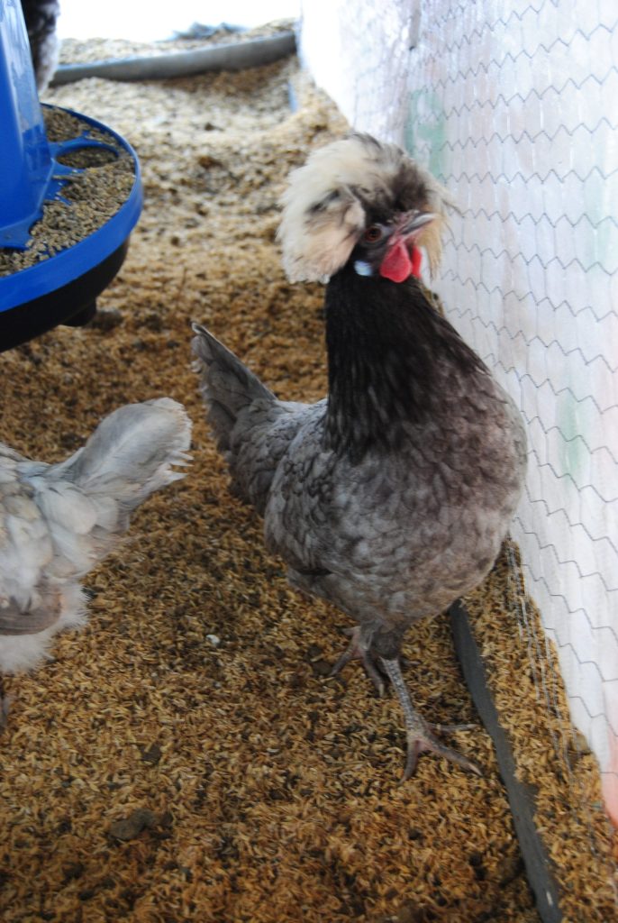 Blue Fizan Tavuk Özellikleri İstanbul Süs TAVUKLARI Blue Fizan Kuluçkalık Yumurta