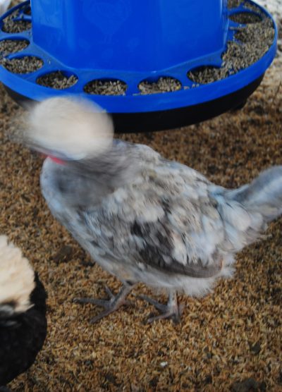 Blue Fizan Kuluçkalık Yumurta