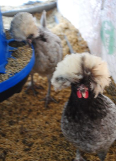 Blue Fizan Kuluçkalık Yumurta