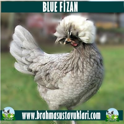 Blue Fizan Kuluçkalık Yumurta