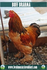 Buff Brahma Kuluçkalık Yumurta