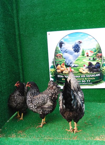 Barnevelder Silver Kuluçkalık Yumurta