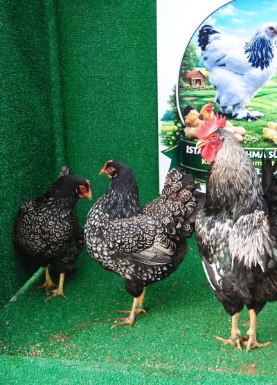 Barnevelder Silver Kuluçkalık Yumurta