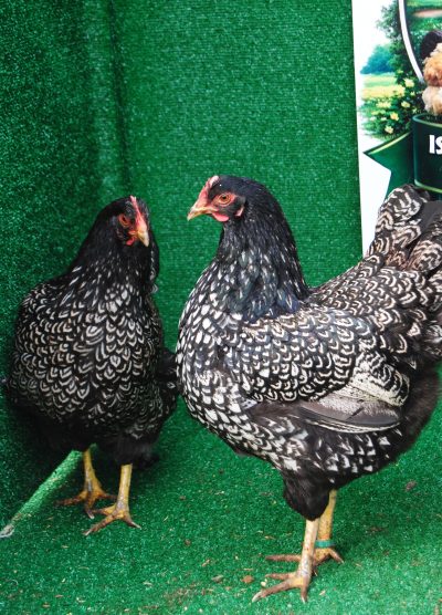 Barnevelder Silver Kuluçkalık Yumurta