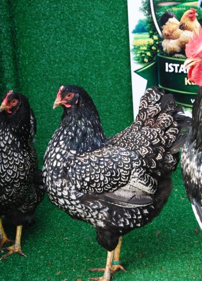 Barnevelder Silver Kuluçkalık Yumurta