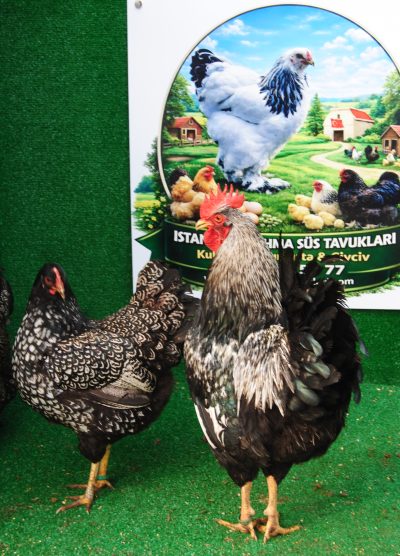 Barnevelder Silver Kuluçkalık Yumurta