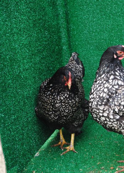 Barnevelder Silver Kuluçkalık Yumurta