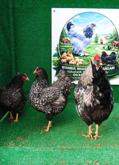 Barnevelder Silver Kuluçkalık Yumurta