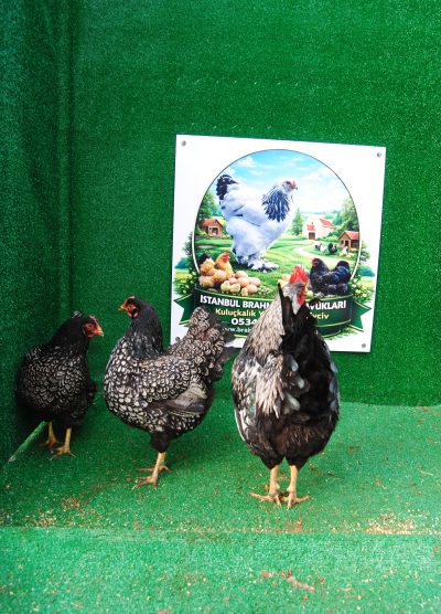 Barnevelder Silver Kuluçkalık Yumurta