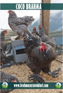 COCO BRAHMA KULUÇKALIK YUMURTA