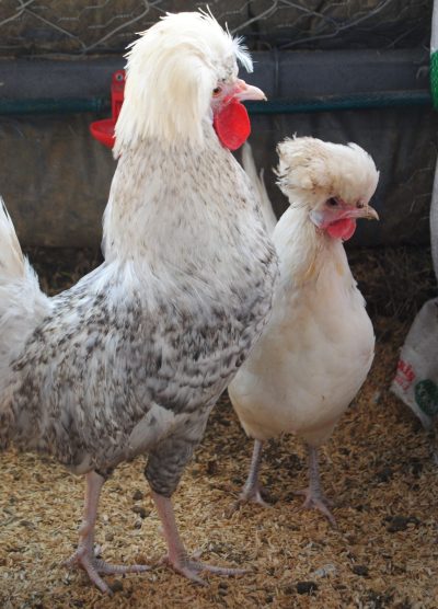 Coco Fizan Kuluçkalık Yumurta