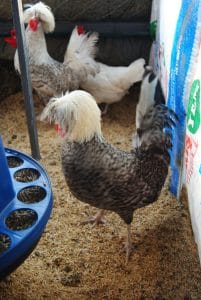 Kuluçkalık Yumurta