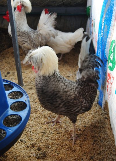 Coco Fizan Kuluçkalık Yumurta