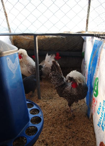 Coco Fizan Kuluçkalık Yumurta