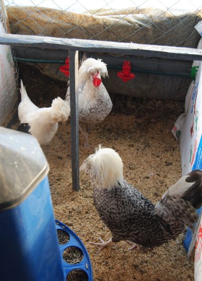 Coco Fizan Kuluçkalık Yumurta