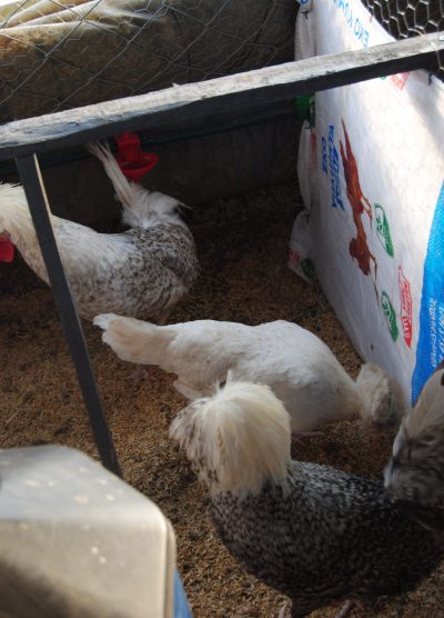 Coco Fizan Kuluçkalık Yumurta