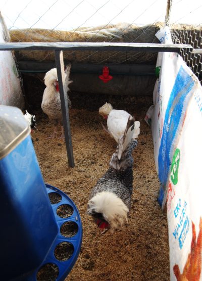 Coco Fizan Kuluçkalık Yumurta