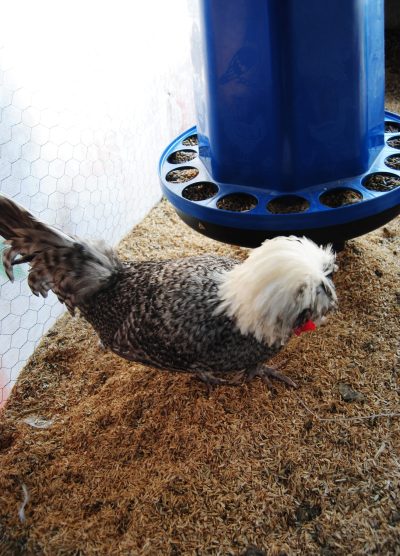 Coco Fizan Kuluçkalık Yumurta