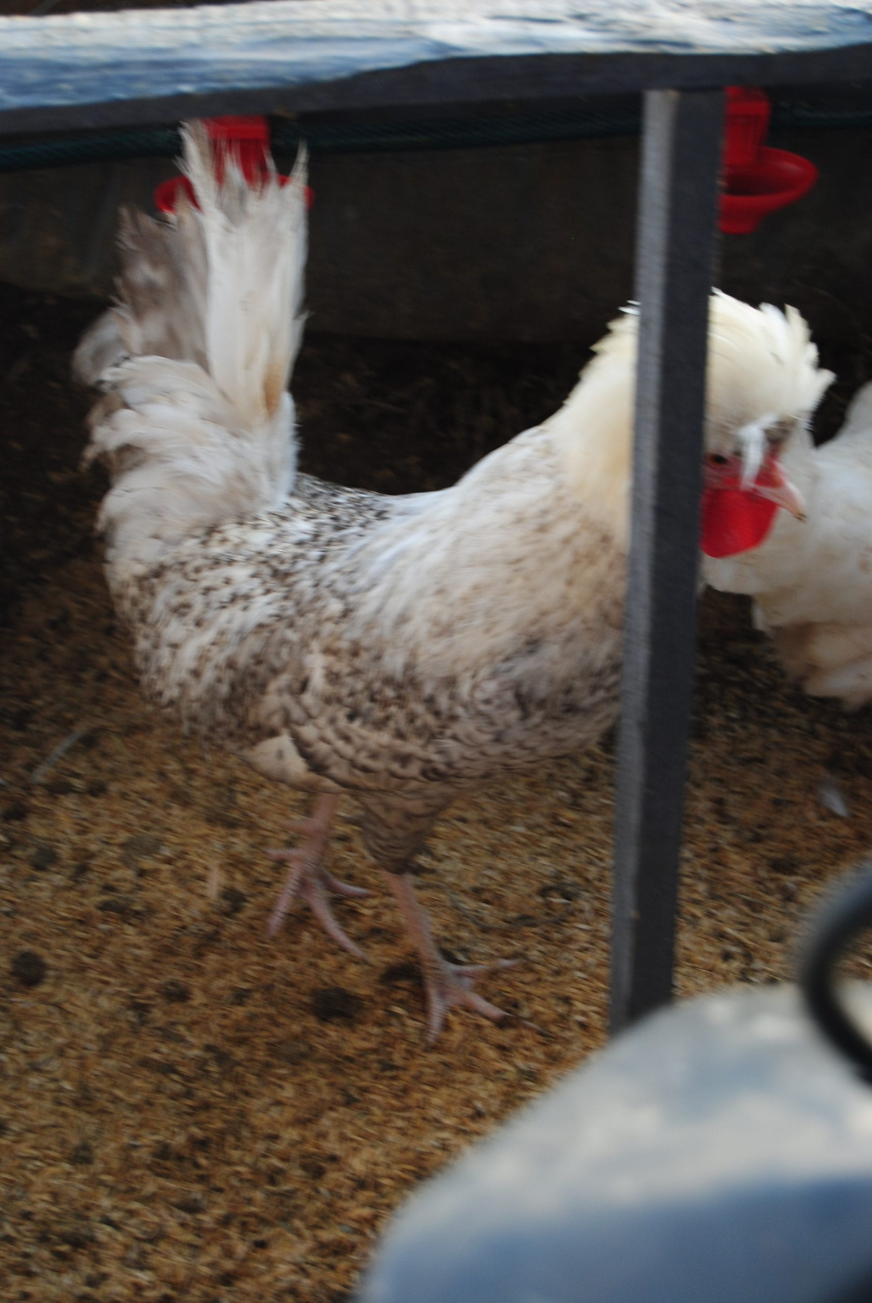 Coco Fizan Tavukları özellikleri İstanbul Süs TAVUKLARI Coco Fizan Kuluçkalık Yumurta