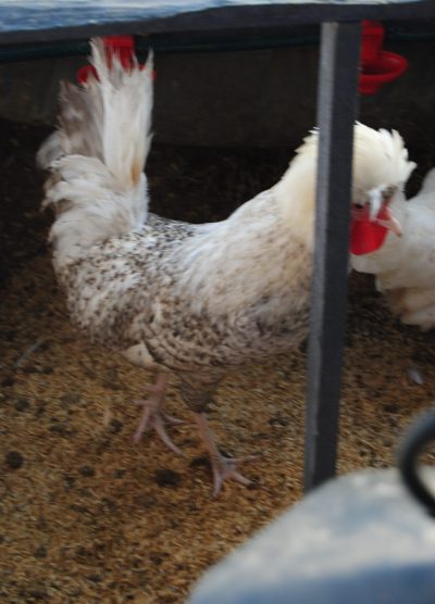 Coco Fizan Kuluçkalık Yumurta