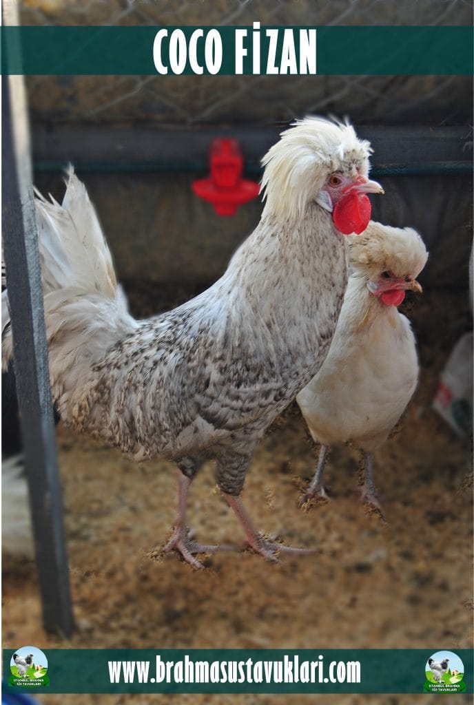 Coco Fizan Tavukları özellikleri İstanbul Süs TAVUKLARI Coco Fizan Kuluçkalık Yumurta