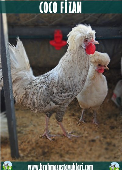 Coco Fizan Kuluçkalık Yumurta