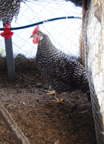 Coco Ligorin Kuluçkalık Yumurta