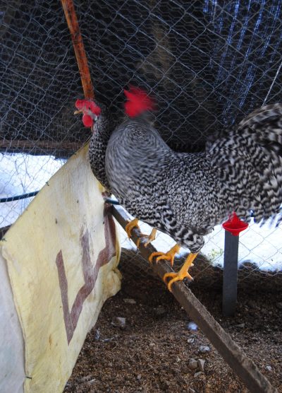 Coco Ligorin Kuluçkalık Yumurta