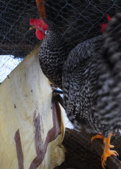 Coco Ligorin Kuluçkalık Yumurta