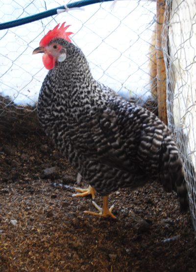 Coco Ligorin Kuluçkalık Yumurta