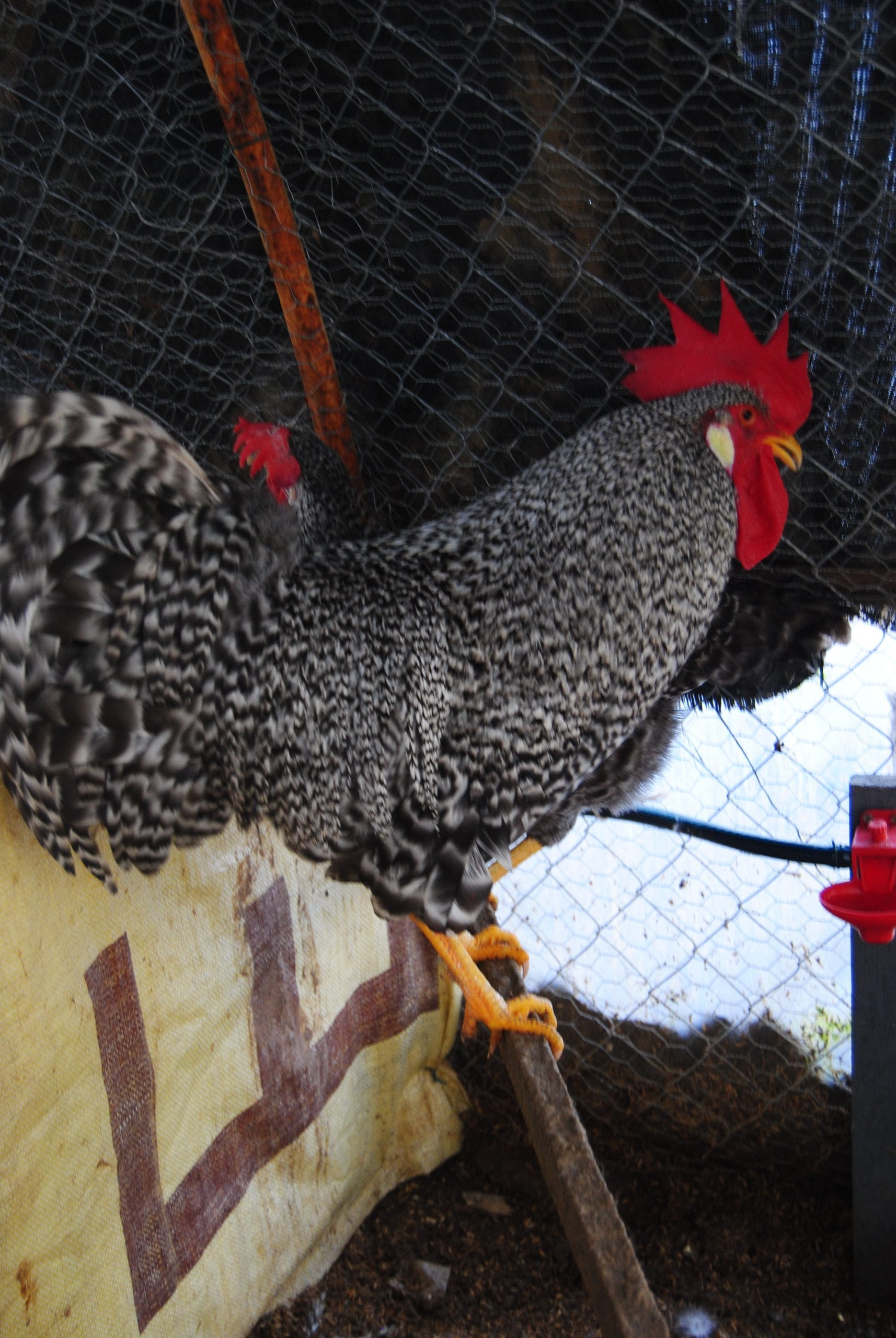 Coco Ligorin Tavuk Özellikleri İstanbul Süs TAVUKLARI Coco Ligorin Kuluçkalık Yumurta