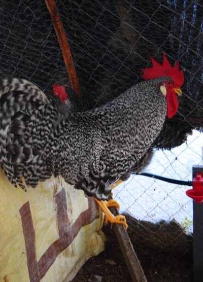 Coco Ligorin Kuluçkalık Yumurta