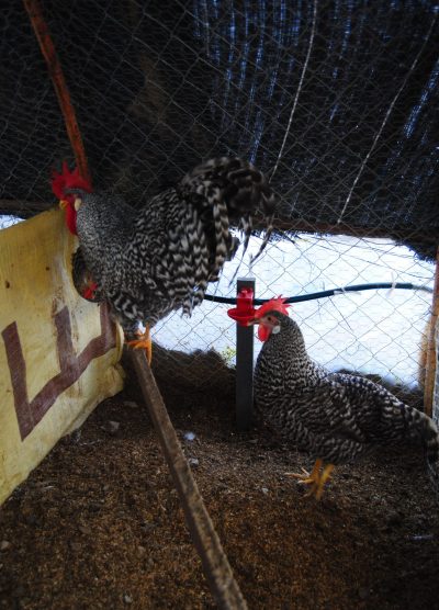 Coco Ligorin Kuluçkalık Yumurta