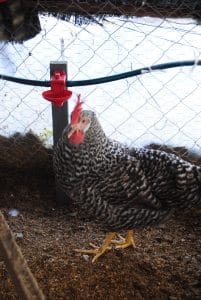 Kuluçkalık Yumurta