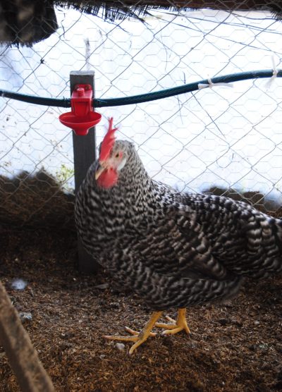 Coco Ligorin Kuluçkalık Yumurta