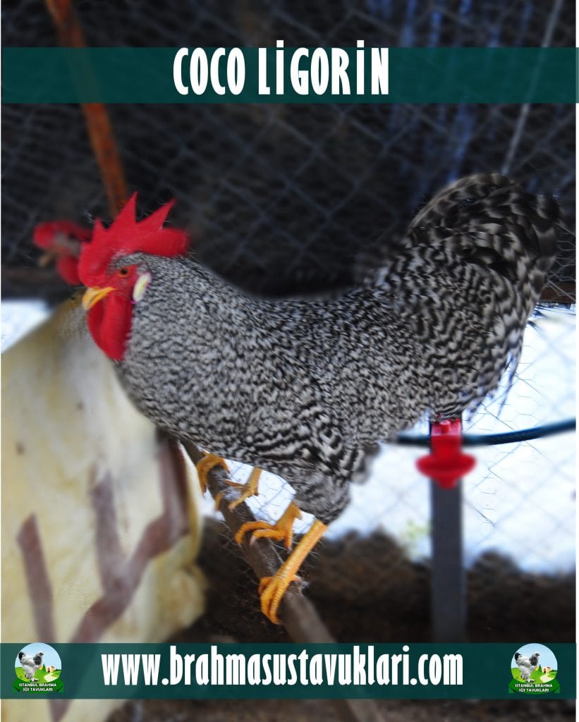 Coco Ligorin Tavuk Özellikleri İstanbul Süs TAVUKLARI Coco Ligorin Kuluçkalık Yumurta