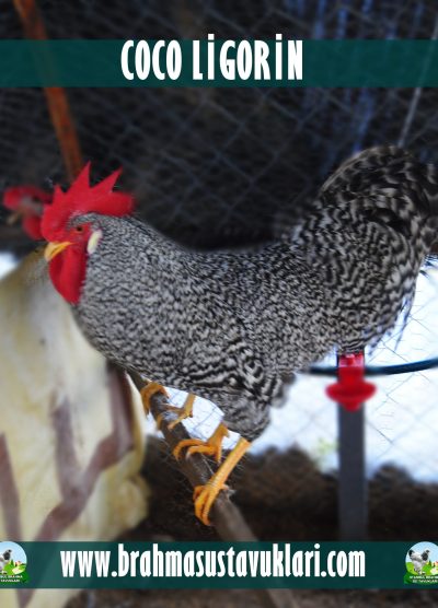 Coco Ligorin Kuluçkalık Yumurta