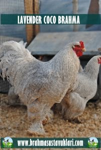 LAVENDER COCO BRAHMA KULUÇKALIK YUMURTA