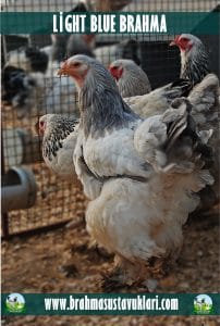 Light Blue Brahma Kuluçkalık Yumurta