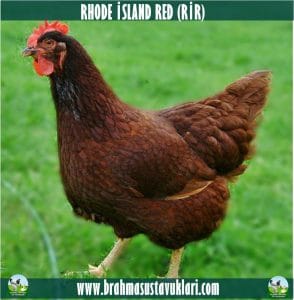 Rhode island Red Kuluçkalık Yumurta