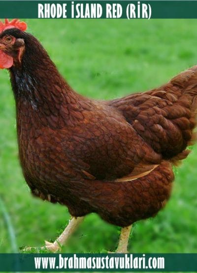 Rhode İsland Red Kuluçkalık Yumurta