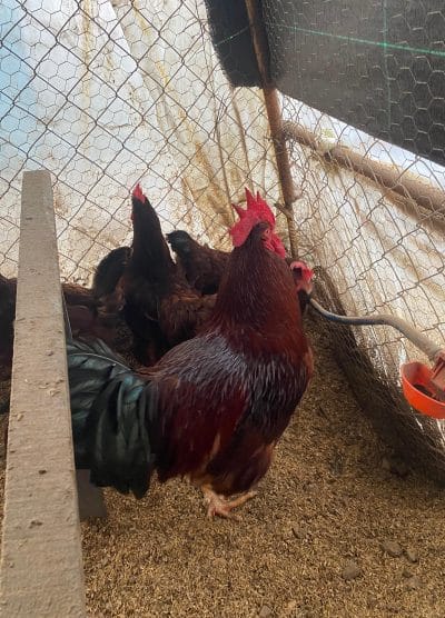 Rhode İsland Red Kuluçkalık Yumurta