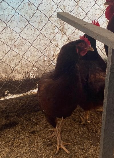 Rhode İsland Red Kuluçkalık Yumurta