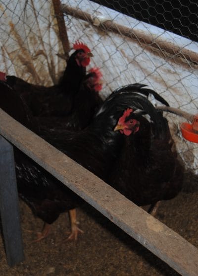 Rhode İsland Red Kuluçkalık Yumurta