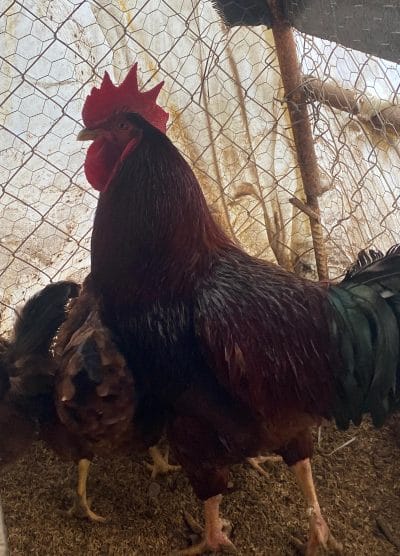 Rhode İsland Red Kuluçkalık Yumurta