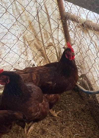 Rhode İsland Red Kuluçkalık Yumurta